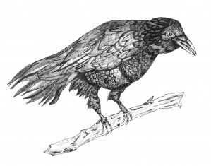 Crow Pen and Ink